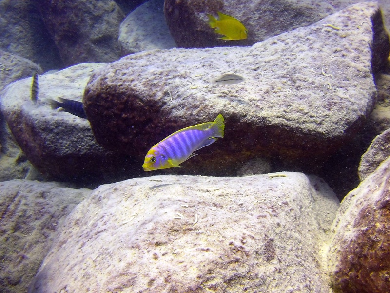 Maylandia hajomaylandi 'Chizumulu Island'